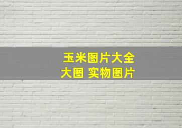 玉米图片大全大图 实物图片